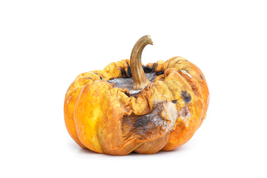 Rotten Pumpkin