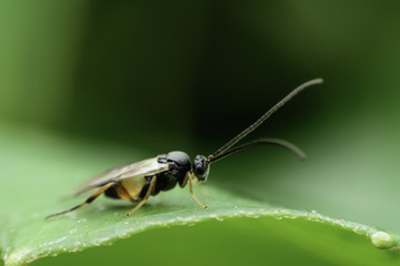 Bug