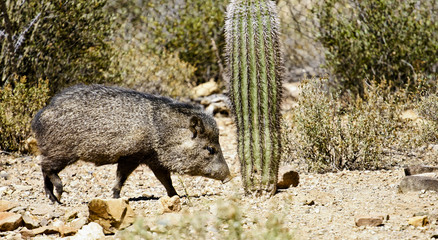 javalina in the desert landscape