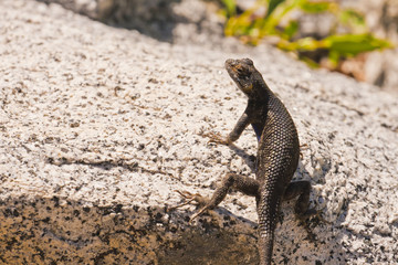 desert lizard