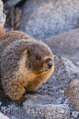 furry marmot in rocky terrain
