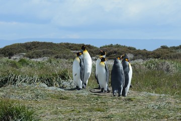 King penguins on the Bay of Inutil.