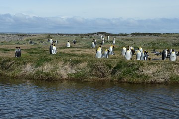 King penguins on the Bay of Inutil.