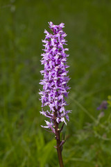 Purple  Early Marsh - orchid blossom, Dactylorhiza incarnata
