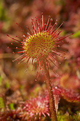 Carnivorous plant in the bog (natural environment). Round-leaved sundew or common sundew - Drosera rotundifolia
