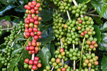 Coffee beans ripening on a tree.