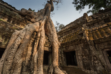 Ta Prohm temple in Siem reap , Cambodia