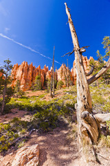 view from within bryce canyon