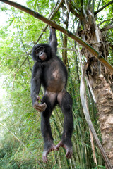 Bonobo on a tree. Democratic Republic of Congo. Lola Ya BONOBO National Park. An excellent illustration.