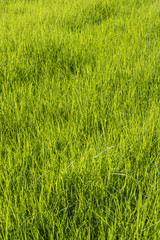 Green grass surface background