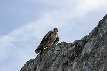 Falke