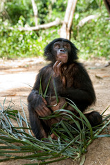 A baby bonobo is eating something.. Democratic Republic of Congo. Lola Ya BONOBO  National Park. An excellent illustration. 