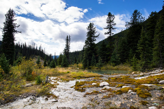 Fototapeta river in the middle of a pins forest in the mountains of alberta canada