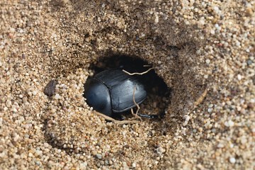 two Dungbeetles , Sardinia, Italy