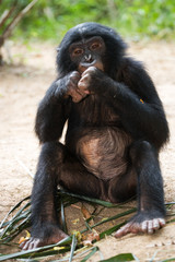 A baby bonobo is eating something.. Democratic Republic of Congo. Lola Ya BONOBO  National Park. An excellent illustration. 