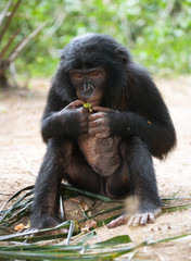 A baby bonobo is eating something.. Democratic Republic of Congo. Lola Ya BONOBO  National Park. An excellent illustration. 