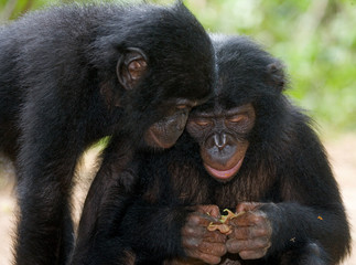 Two Bonobos looking at something. Democratic Republic of Congo. Lola Ya BONOBO   National Park. An excellent illustration.