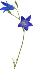 illustration with blue Spreading bellflower on white