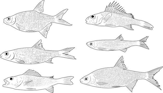 set of six freshwater fishes on white
