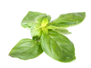 Basil