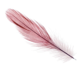 dark red long feather on white background
