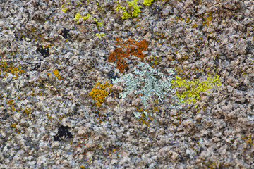 lichen on rocks