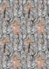 old  pine rind background seamless texture