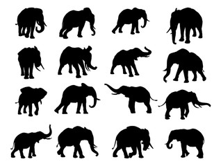 Fototapeta premium Sylwetki słonia