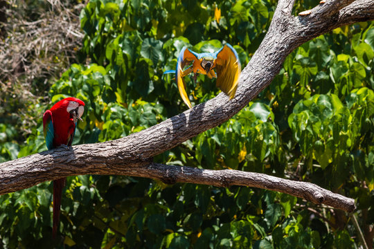 blue and yellow macaw taking off