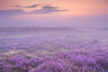 Fog over blooming heather in The Netherlands at dawn - obrazy, fototapety, plakaty