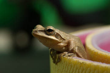 The frog. Frog and yoga. Yoga for all. Yoga as a lifestyle.