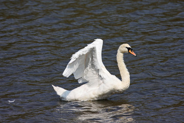 Swan