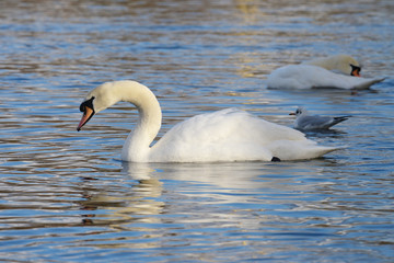 Mute Swan, cygnus olor
