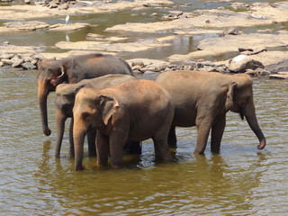слоны на водопои 