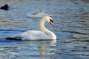 Obraz premium Mute Swan, cygnus olor