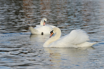 Mute Swan, cygnus olor