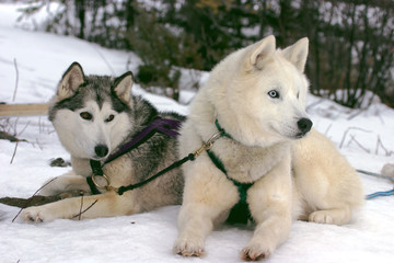 Two Siberian Huskies resting in snow