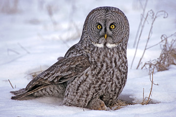 Great Grey Owl sitting in snow