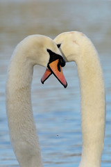 Mute Swan, cygnus olor