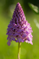 orchidea spontanea