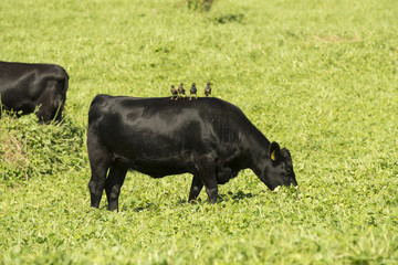 Beef Cattle in Hawaii
