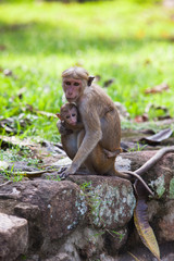 Naklejka na ściany i meble Toque macaque monkey - mother and baby