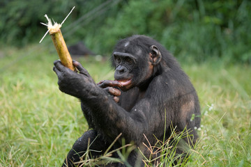 Bonobos eating bamboo. Democratic Republic of Congo. Lola Ya BONOBO  National Park. An excellent...