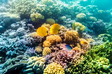 Selbstklebende Fototapete Tauchen Korallen und Fische im Roten Meer, Ägypten
