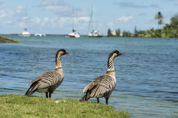 Wild Nene Geese in Hawaii