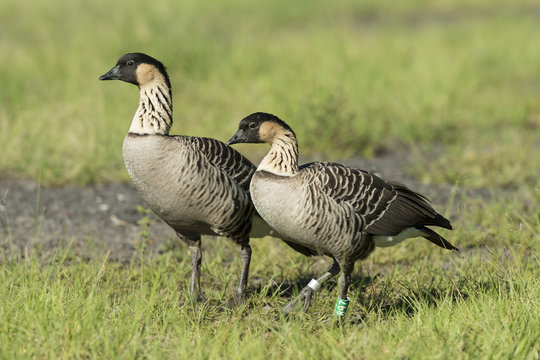 Nene Geese in Hawaii
