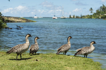 Fototapeta premium Wild Nene Geese in Hawaii
