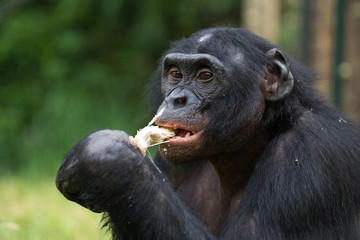 Bonobos eating bamboo. Democratic Republic of Congo. Lola Ya BONOBO  National Park. An excellent illustration.