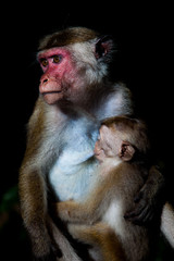 Toque macaque monkey - mother breastfeeding baby