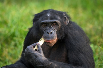 Bonobos eating bamboo. Democratic Republic of Congo. Lola Ya BONOBO  National Park. An excellent illustration.